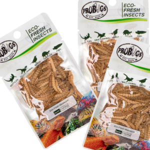 ProBugs Eco-Fresh Mealworm 15 x 20g - świeże larwy mącznika 15 saszetek