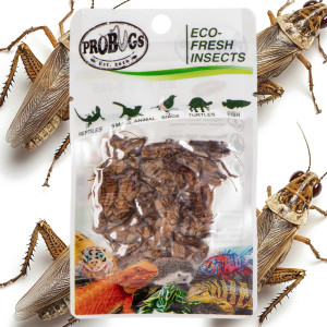 ProBugs Eco-Fresh Cricket 15 x 6g - świeże świerszcze 15 saszetek