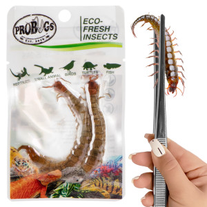 Probugs Big Reptiles Set - zestaw robaków dla dużych gadów