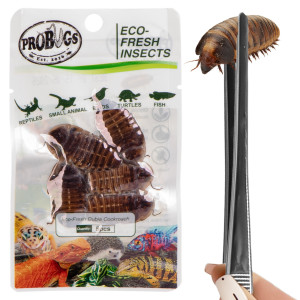 Probugs Big Reptiles Set - zestaw robaków dla dużych gadów