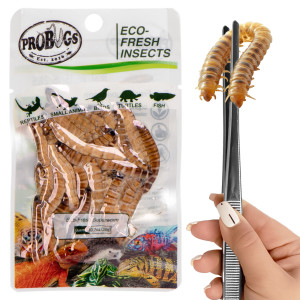 Probugs Big Reptiles Set - zestaw robaków dla dużych gadów