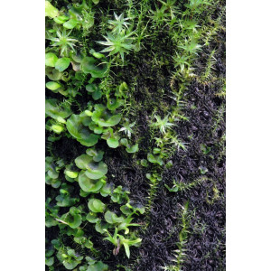 Wacool Rainforest Plant Cotton 590x440mm - hydrolon