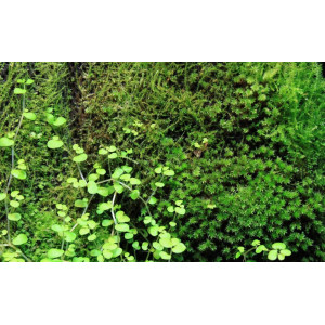 Wacool Rainforest Plant Cotton 590x440mm - hydrolon