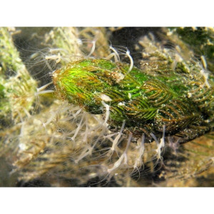 Femanga Wurzel Aktiv - preparat na ślimaki w akwarium 500ml