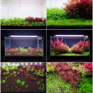 Neo Booster Plants FERTI 1000ml - nawóz dla roślin akwariowych dla początkujących