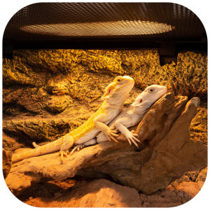 Repti-Zoo Mini Daylight Spot NANO 25W - żarówka grzewcza 2 sztuki