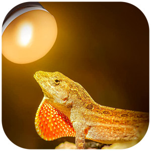 Repti-Zoo Mini Daylight Spot NANO 25W - żarówka grzewcza 2 sztuki